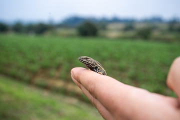 Lagartija pequeña tomada con la mano