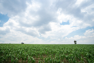 Campo de maíz con cielo de fondo, un árbol y un tractor 