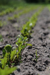 Planted crop farm field. The fertile land of the agricultural sector. food on black soil in the garden. Industrial stock theme