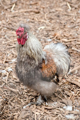 this is a side view of a silkie chicken