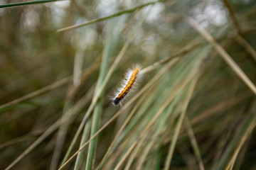 Oruga balanceándose sobre el final de una rama