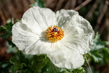 Flor de Argemone mexicana