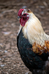 this is a close up of a rooster