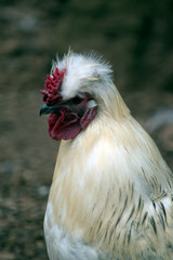 this is a close up of a rooster