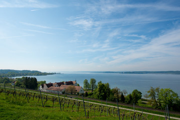 Fototapeta na wymiar Vineyard on the shore of Lake Constance (Bodensee), in Southern Germany