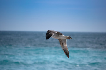 Seagull in the sea