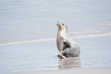 Naklejka premium this is a female sea lion at Seal Bay