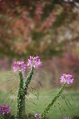 pink flowers in the garden