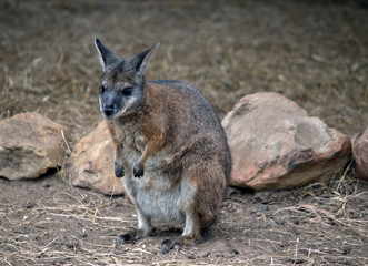 the tammar wallaby is a small grey, tan and white wallaby