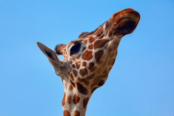portrait of cute shy giraffe 
