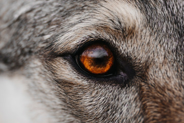 wolf eye
