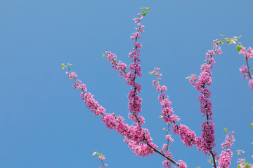 Cercis canadensis Canadian crimson, pink flowers on a background of blue sky.