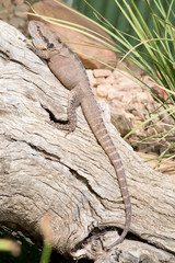 this is a side view of a water dragon