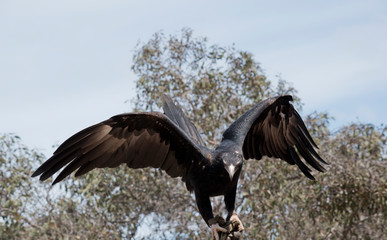 Fototapeta premium the wedge tail eagle is flapping his wings for balance