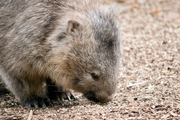 Naklejka na ściany i meble this is a close up of a wombat