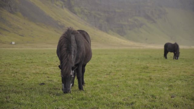 Icelandic horse grazing near green cliffs