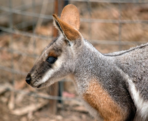 this is a close up of a yellow footed rock wallaby