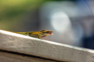 Small lizard on deck railing