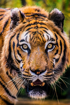 Este gran felino es un tigre salvaje y amenazante con una mirada de tigre intimidante con sus ojos naranja