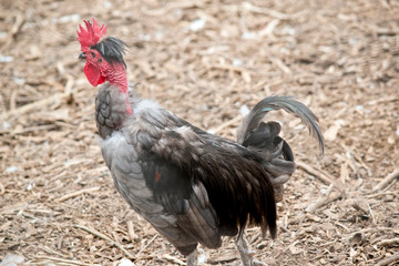 this is a side view of a rooster