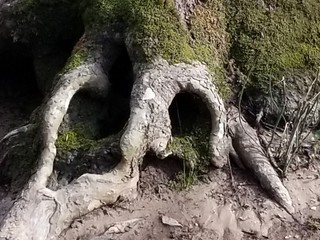 Obraz premium old tree trunk