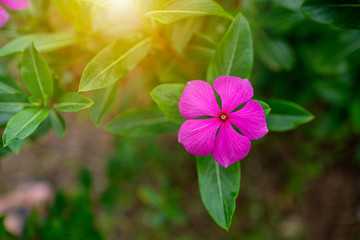 Single pink flower with blurred nature green leaves background.