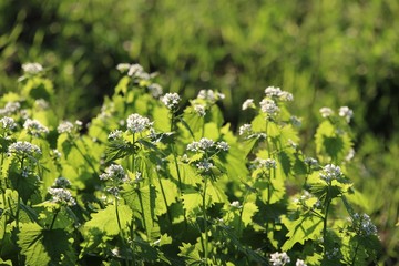 Alliaria petiolata called garlic rocket in bloom