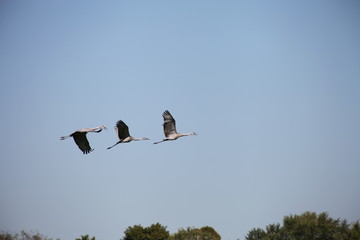 birds in flight