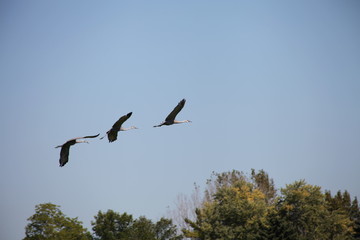 birds in flight