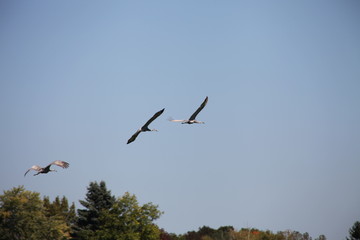 birds in flight
