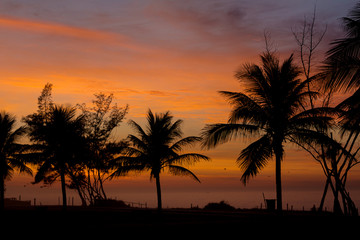 Coqueiros na beira da praia com céu vermelho ao amanhecer