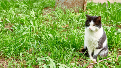 black white cat sits in the grass color