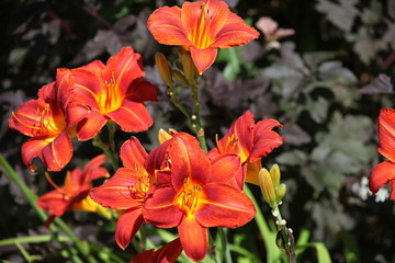 orange flowers in the garden