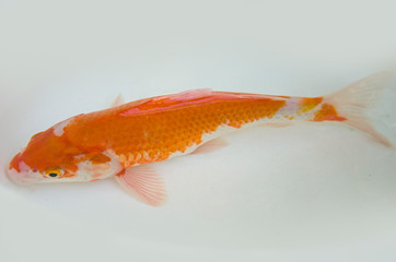 Top view of beautiful carp fish in clear water