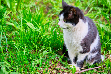 black white cat sits in the grass color