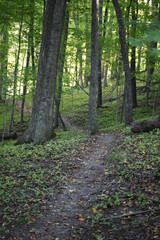 path in the woods