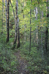 footpath in the woods