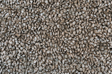 wall made of oyster shells as background and texture