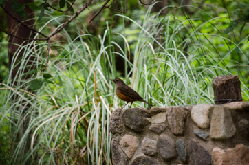 Birds, birdswhatching, Nature, Argentina, Córdoba