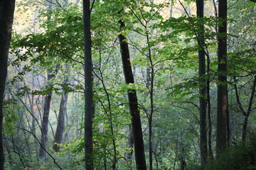 SEVERAL GREEN TREES IN THE FOREST