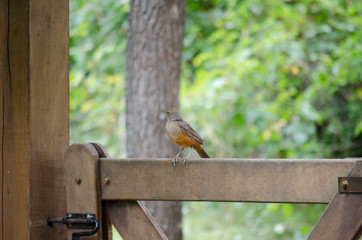 Birds, birdswhatching, Nature, Argentina, Córdoba