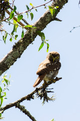 Birds, birdswhatching, Nature, Argentina, Córdoba