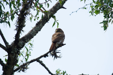 Birds, birdswhatching, Nature, Argentina, Córdoba