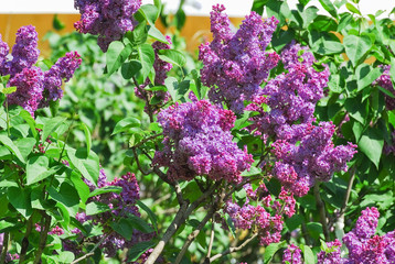 Blooming varietal selection double purple lilac (Syringa vulgaris