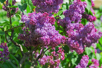 Blooming varietal selection double purple lilac (Syringa vulgaris