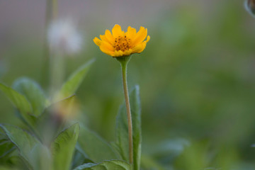 yellow flower on green background