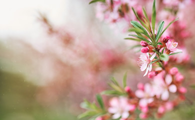 Blossoming branch apple. Bright colorful spring flowers