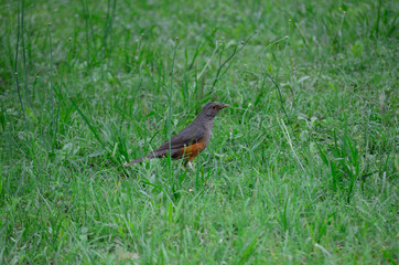 Birds, birdswhatching, Nature, Argentina, Córdoba