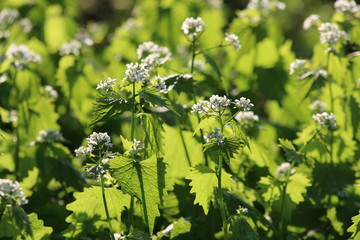 Alliaria petiolata called garlic rocket in bloom