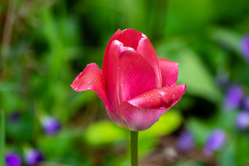 Tulip in a Garden